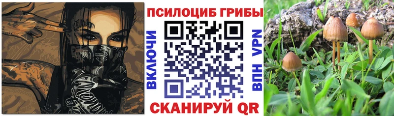Купить  Котельнич  Галлюциногенные грибы Psilocybe 
